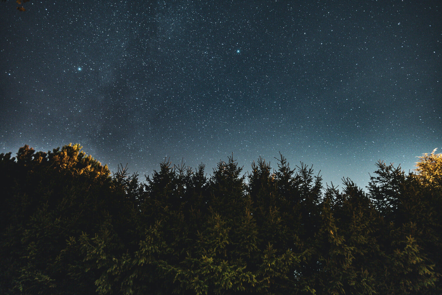 Nachthimmel mit Blick auf Baumreihe